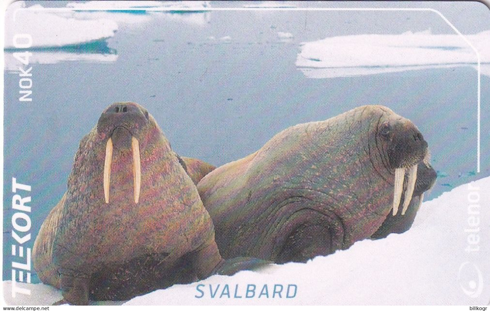 SVALBARD ISL.(chip) - Walrus(234), Tirage 11500, 02/02, Mint - Svalbard