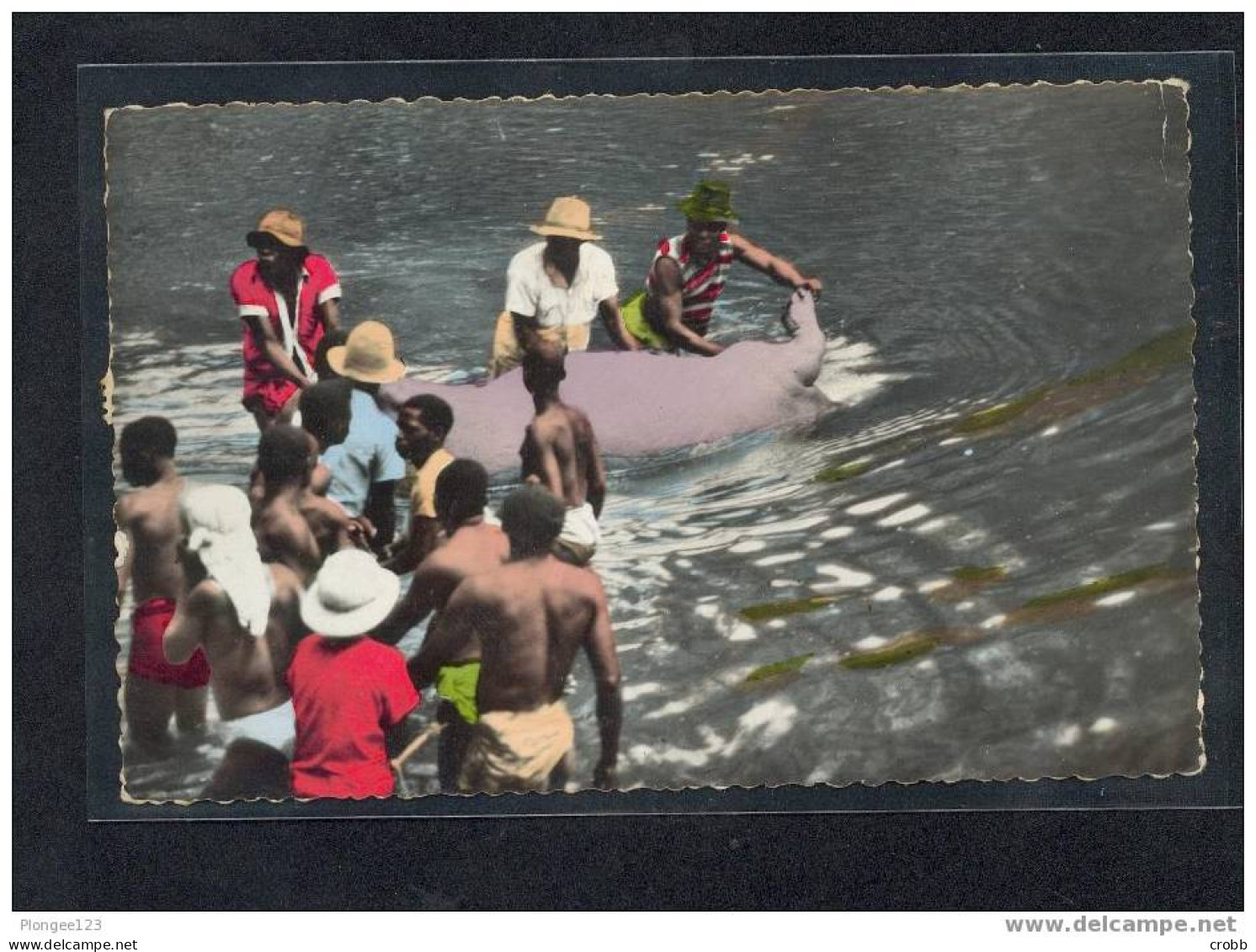 AFRICOLOR : Chasse à Hippopotame - Pointe-Noire