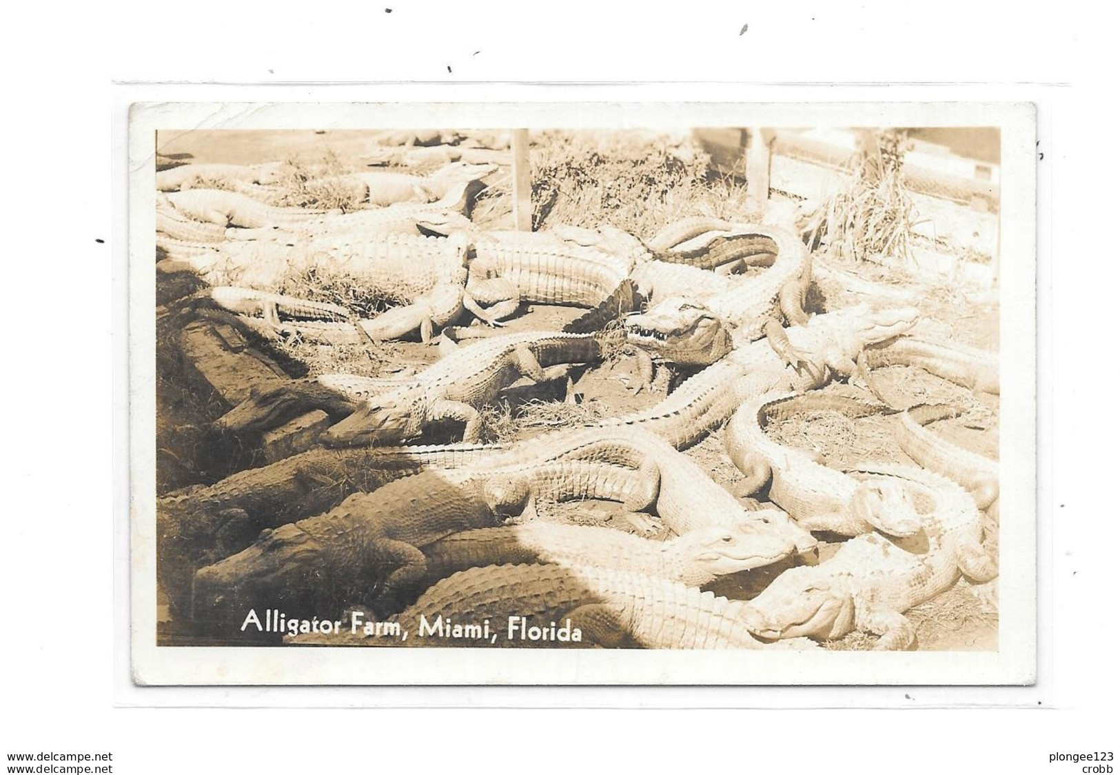 Alligator Farm, MIAMI, FLORIDA - Miami
