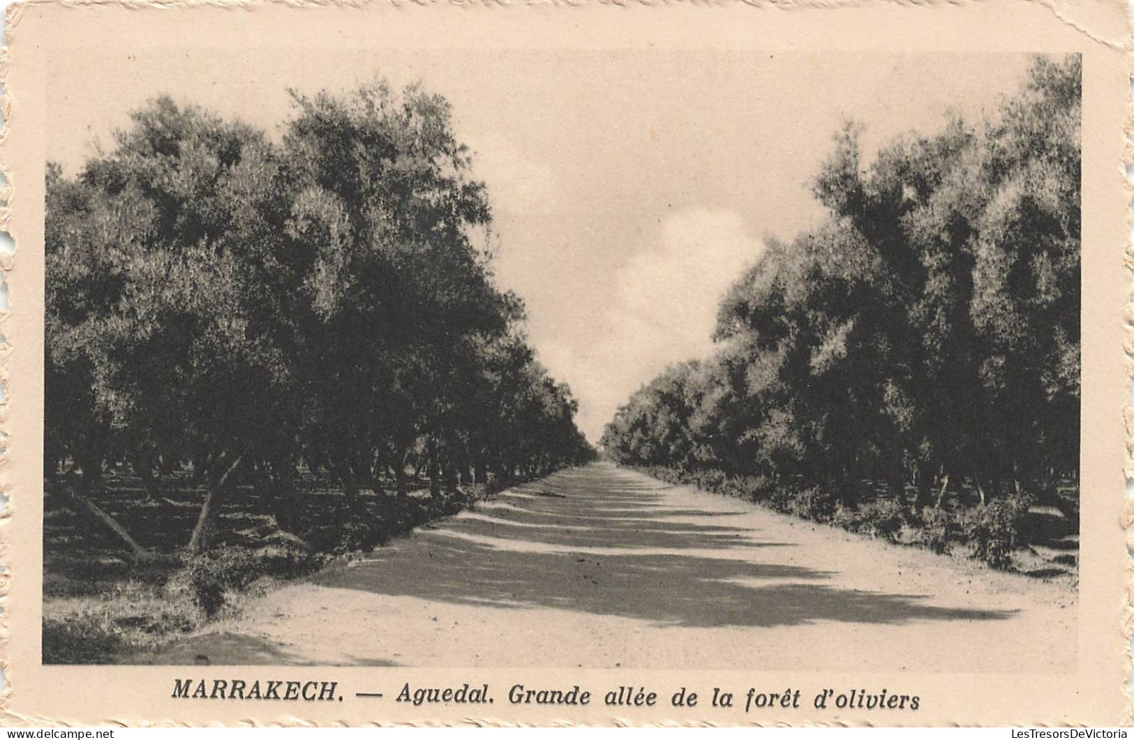 MAROC - Marrakech - Aguedal - Grande Allée De La Forêt D'oliviers - Carte Postale Ancienne - Marrakech
