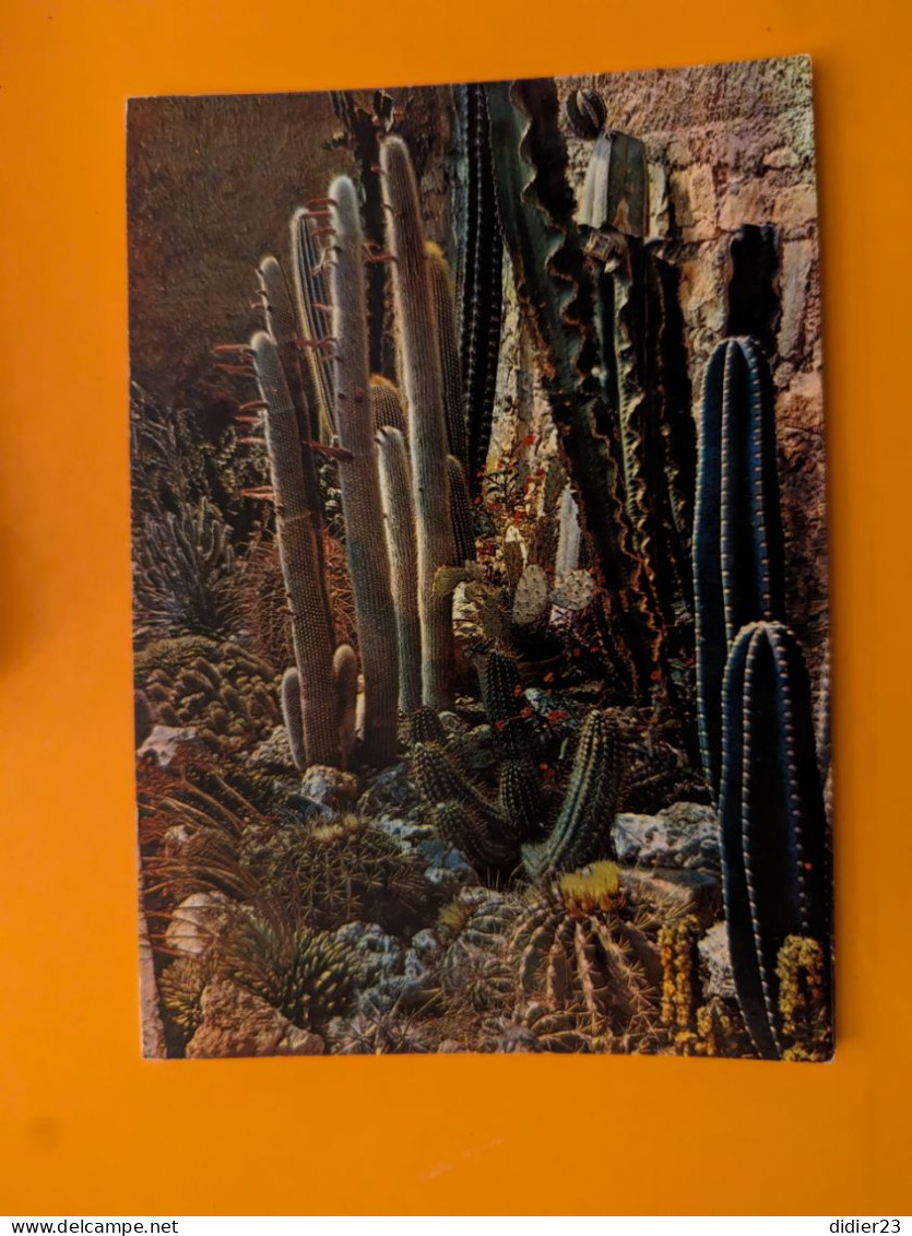 JARDIN EXOTIQUE CACTUS - Cactussen