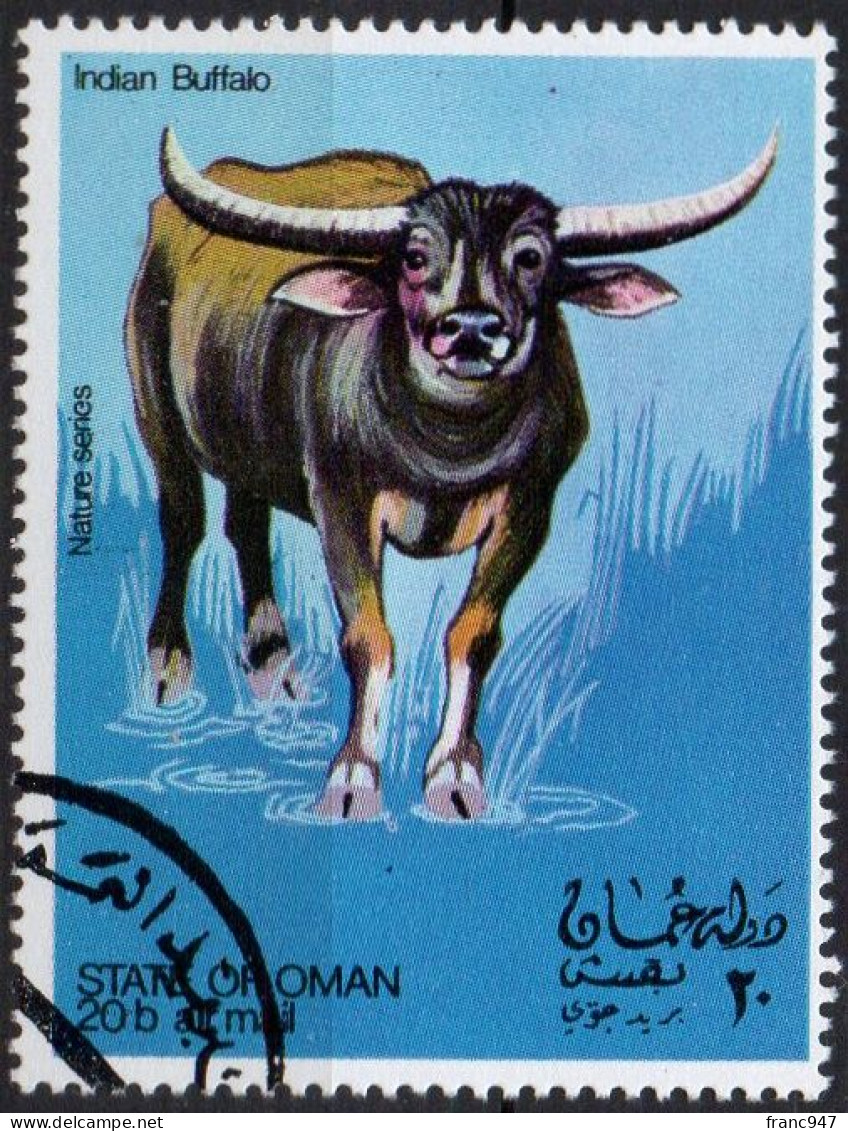 OMAN - Bufalo Indiano 1969 CTO - Vaches