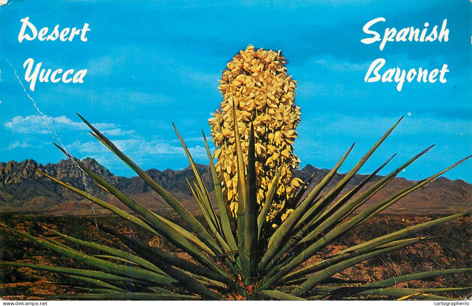 United States Texas > El Paso Desert Yucca Spanish Bayonet 1965 - El Paso