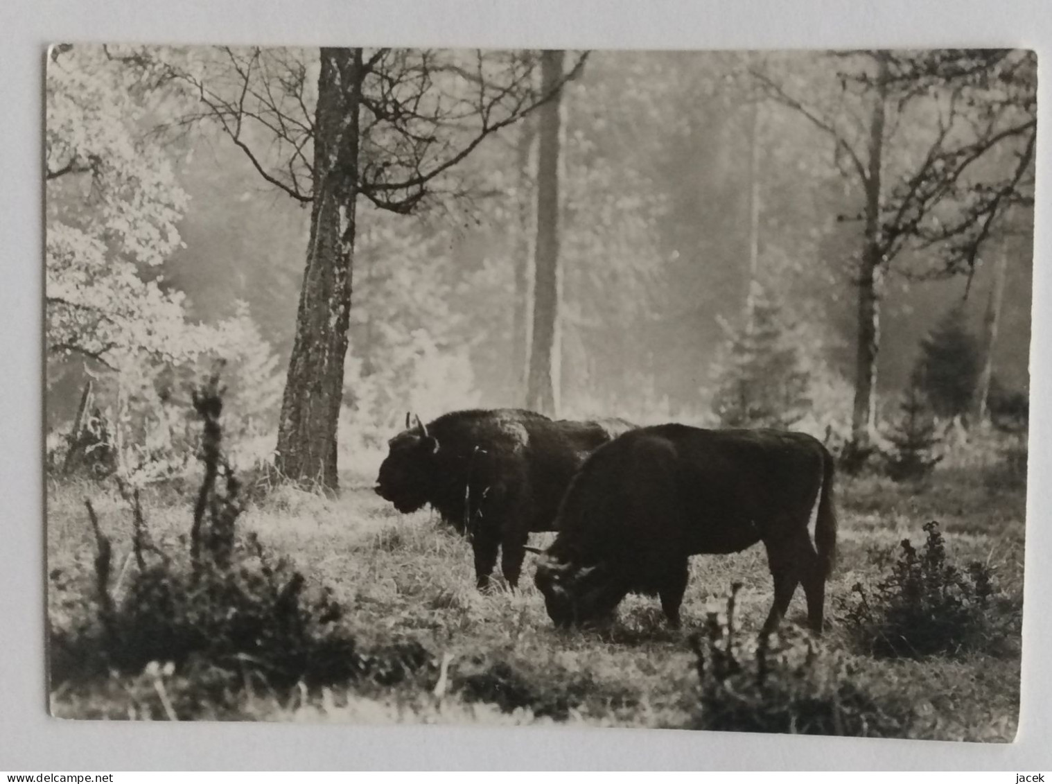 Bison      Polish Postcard - Bull