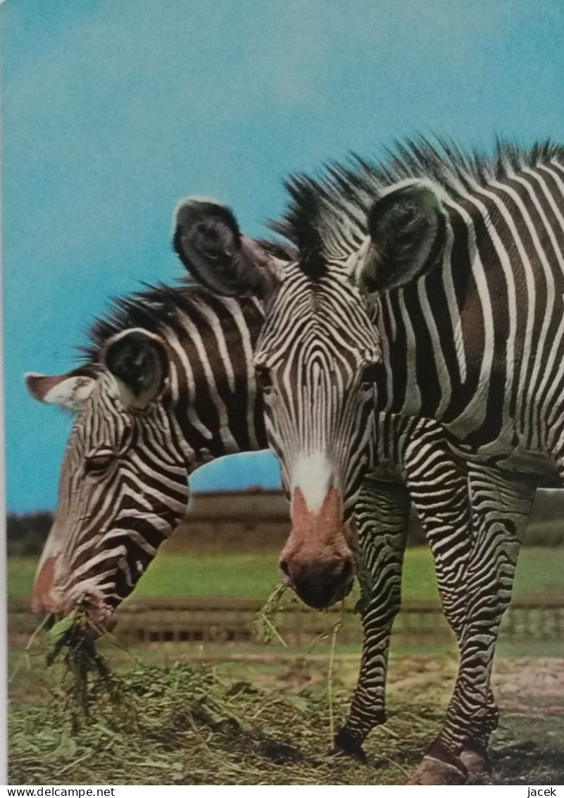 Zebras Polish Postcard - Zebra's