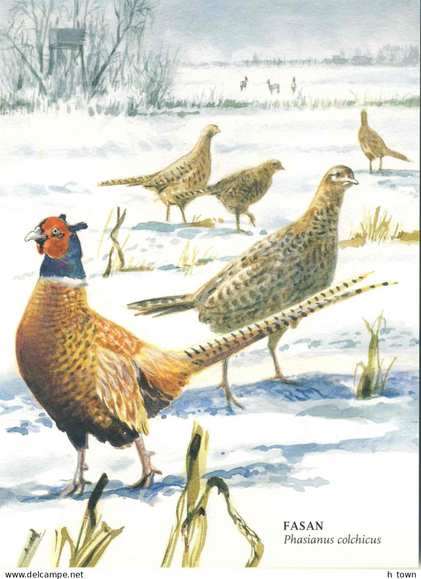 605  Faisan De Colchide (Phasianus Colchicus): Cpa D'Allemagne -  Pheasant Postcard From Germany - Gallinacées & Faisans