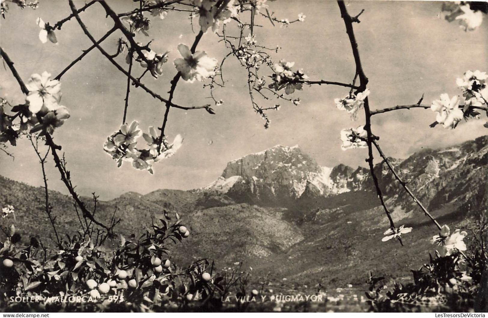 ESPAGNE - Mallorca - Soller - La Vula Et Puig Majeur - Carte Postale Ancienne - Mallorca