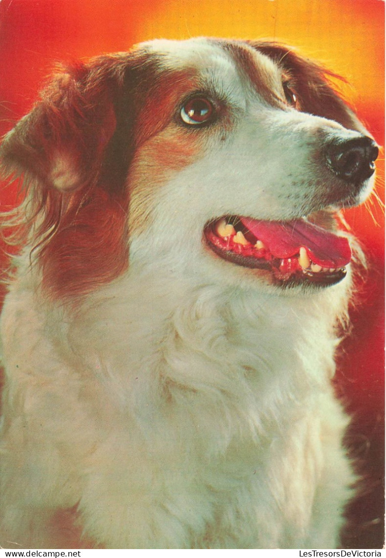 ANIMAUX ET FAUNE - Portrait D'un Chien - Colorisé - Carte Postale - Perros