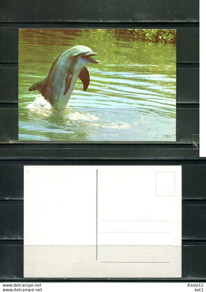 K16691)Motivkarte Tiere: Delfin - Dolphins
