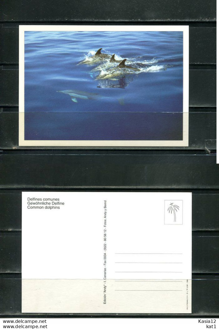 K16692)Motivkarte Tiere: Delfin - Dolphins
