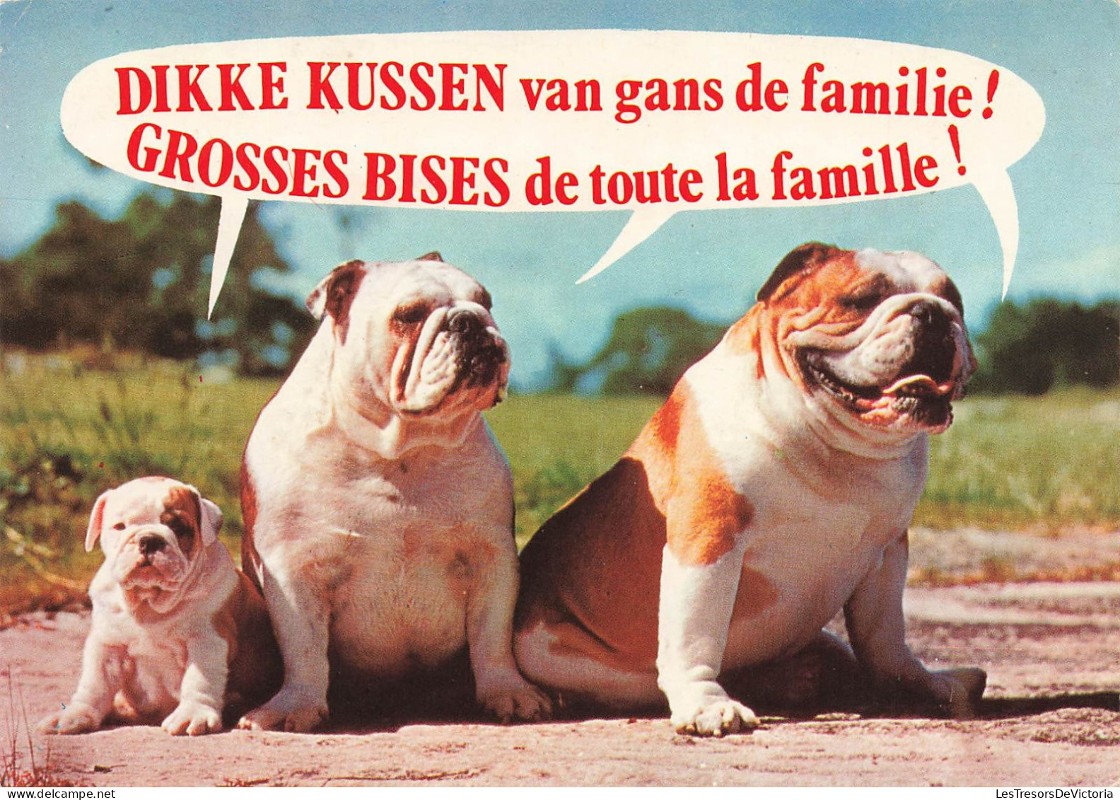 ANIMAUX ET FAUNE - Une Famille De Bouledogue Américain - Colorisé - Carte Postale - Dogs