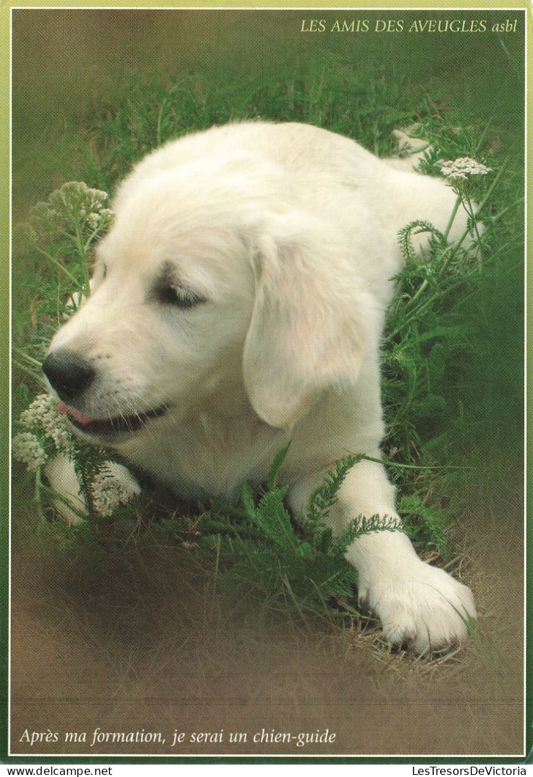 ANIMAUX ET FAUNE - Un Golden S'allongeant Sur La Pelouse - Colorisé - Carte Postale - Dogs