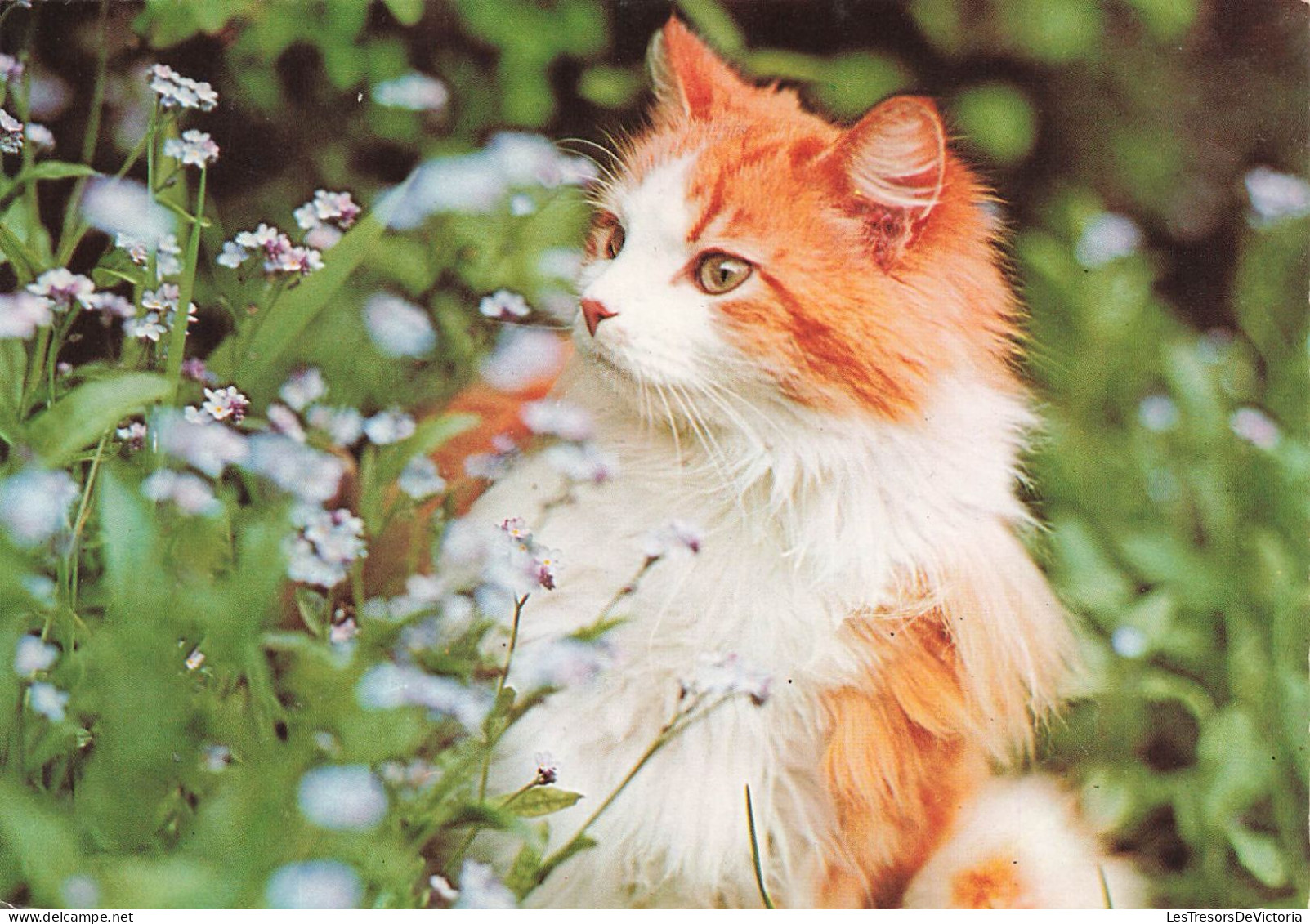 ANIMAUX ET FAUNE - Un Norvégien Dans Les Plantes - Colorisé - Carte Postale - Gatos