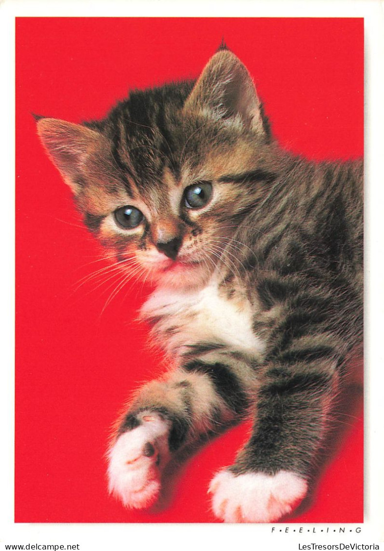 ANIMAUX ET FAUNE - Gentils Chatons - Colorisé - Carte Postale - Cats