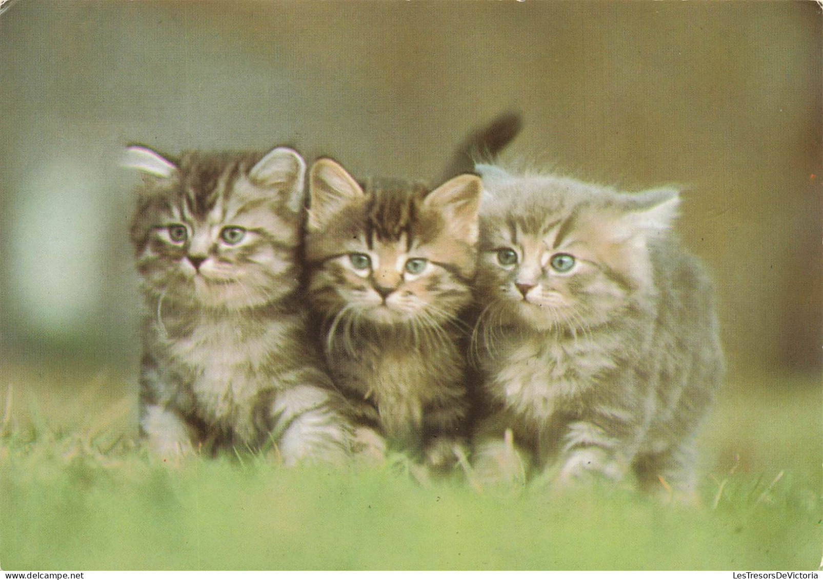 ANIMAUX ET FAUNE -  Trois Chatons Gris - Colorisé - Carte Postale - Cats