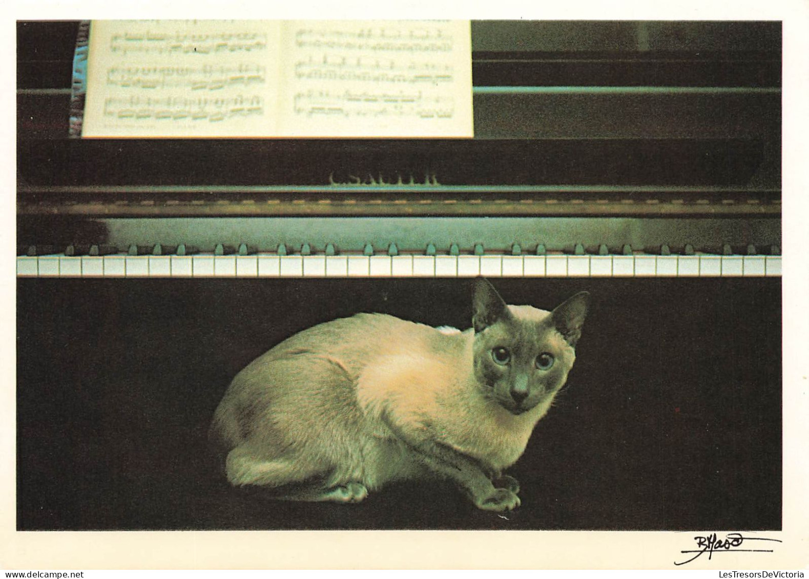 ANIMAUX ET FAUNE -  Un Siamois Près Du Piano - Colorisé - Carte Postale - Chats