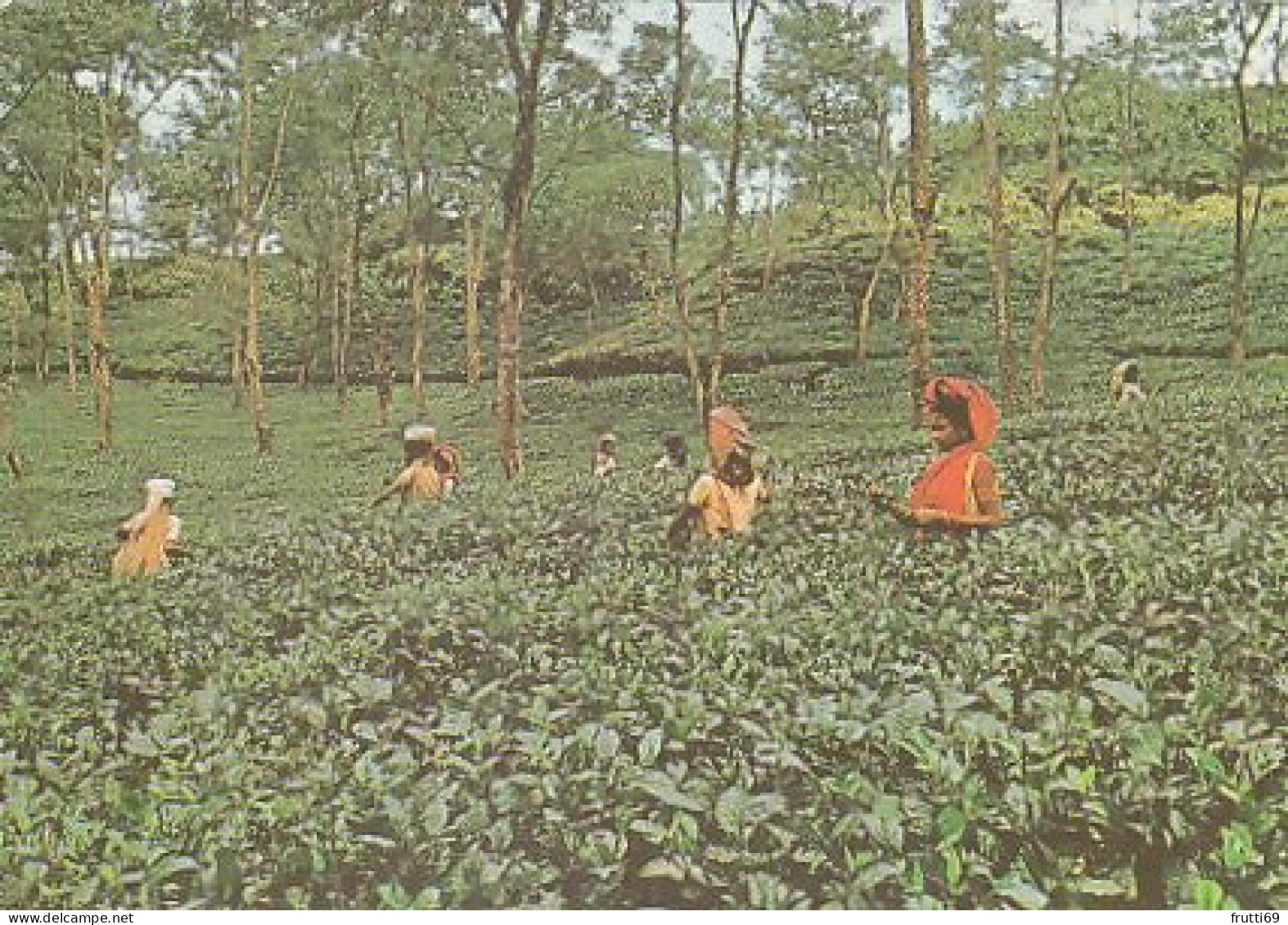 AK 186224 BANGLADESH - Sylhet - Tea Garden - Bangladesch