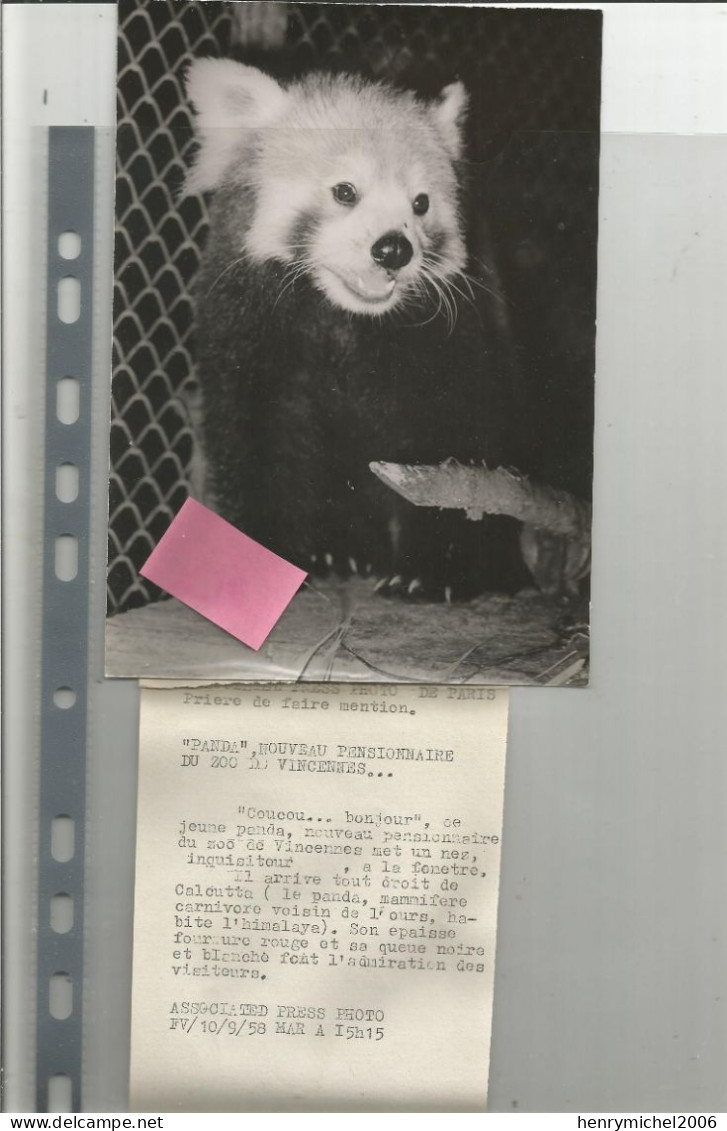 Photographie Panda De Calcutta Au Zoo De Vincennes En 1958  Photo 13x18 Cm Env - Autres & Non Classés