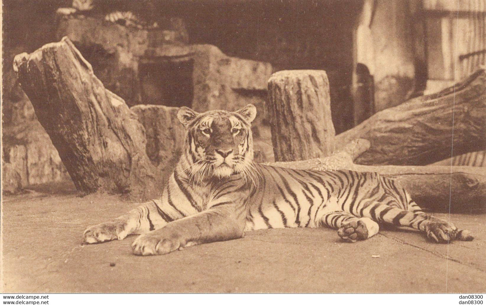 ANVERS JARDIN ZOOLOGIQUE TIGRE - Tigri
