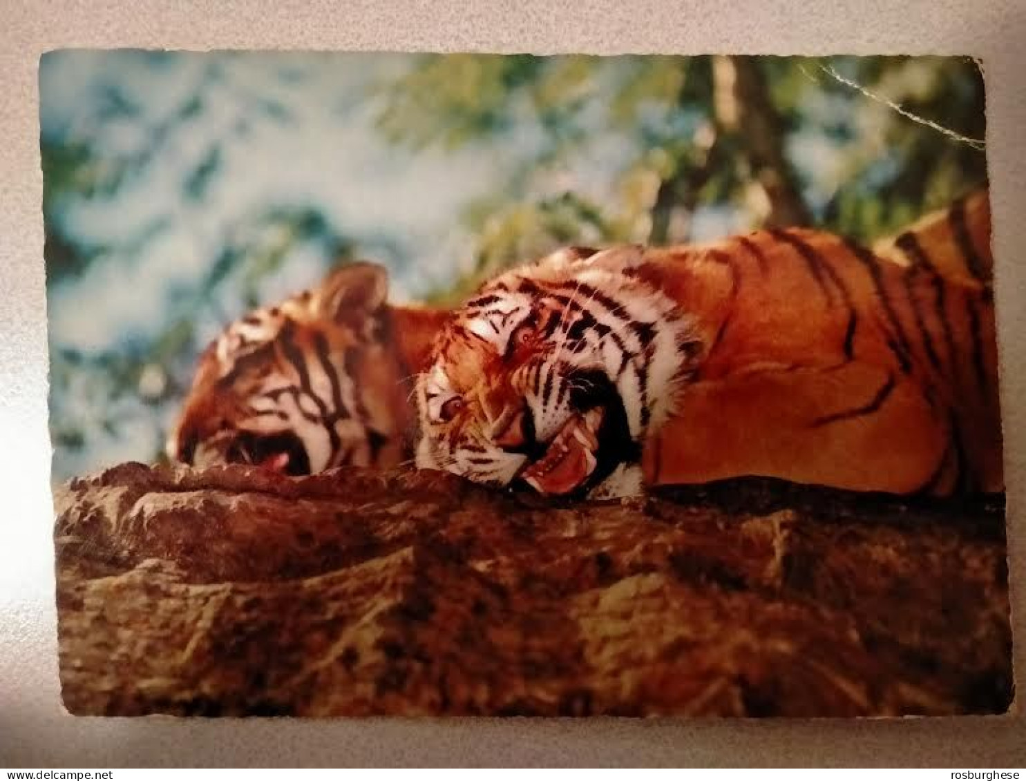 Cartolina Tigre FG - Tigers