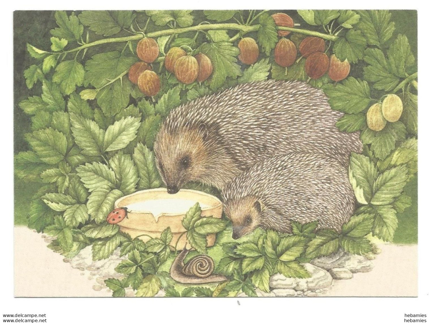 HEDGEHOG - With A Hedgehog Stamp - FINLAND - - Tarjetas – Máximo