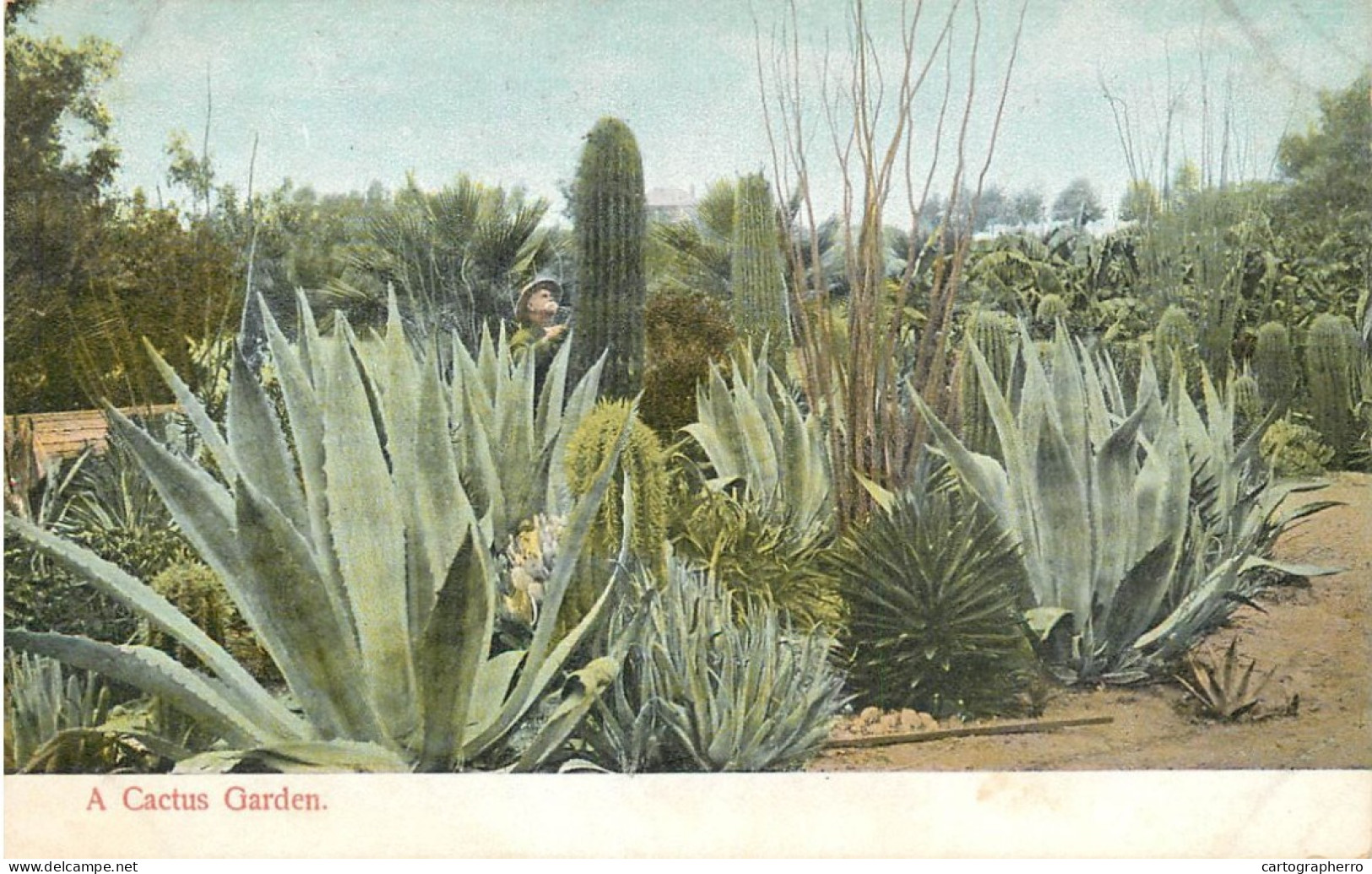 A Cactus Garden Old Postcard - Cactus