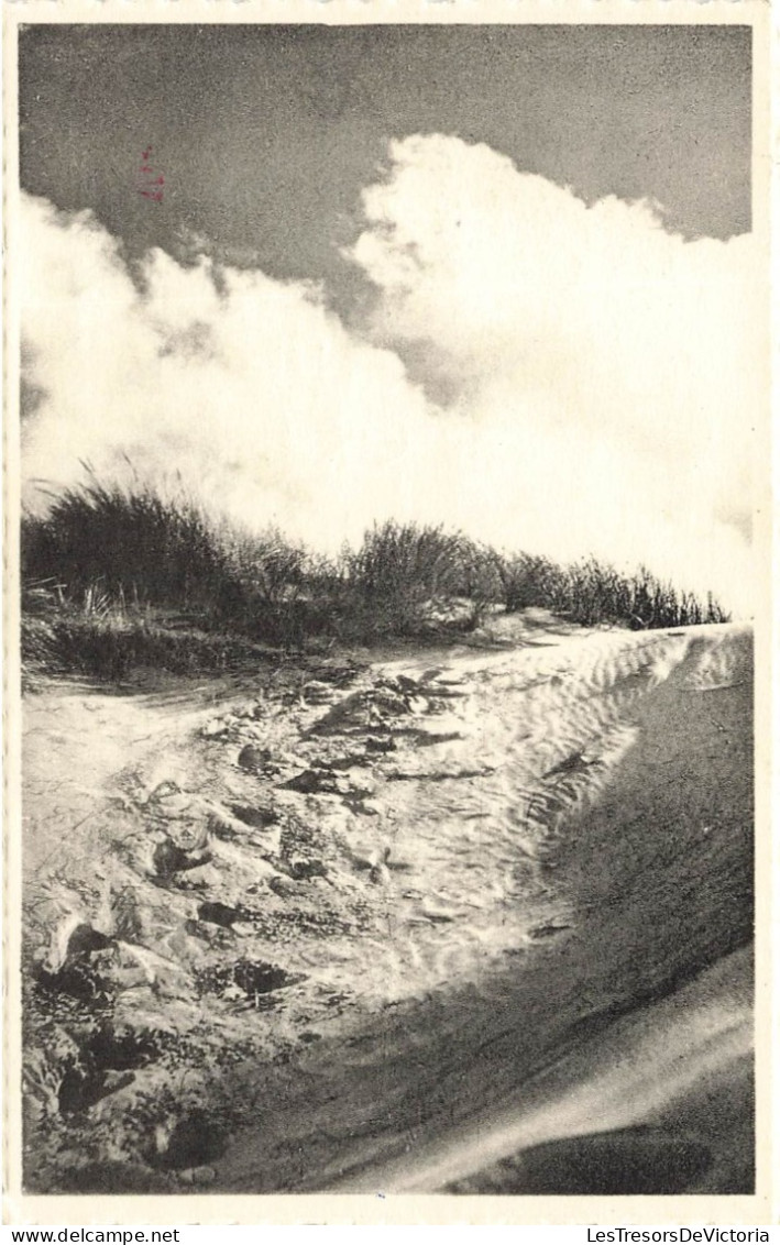 BELGIQUE - Wenduine - Dans Les Dunes - Carte Postale - Wenduine