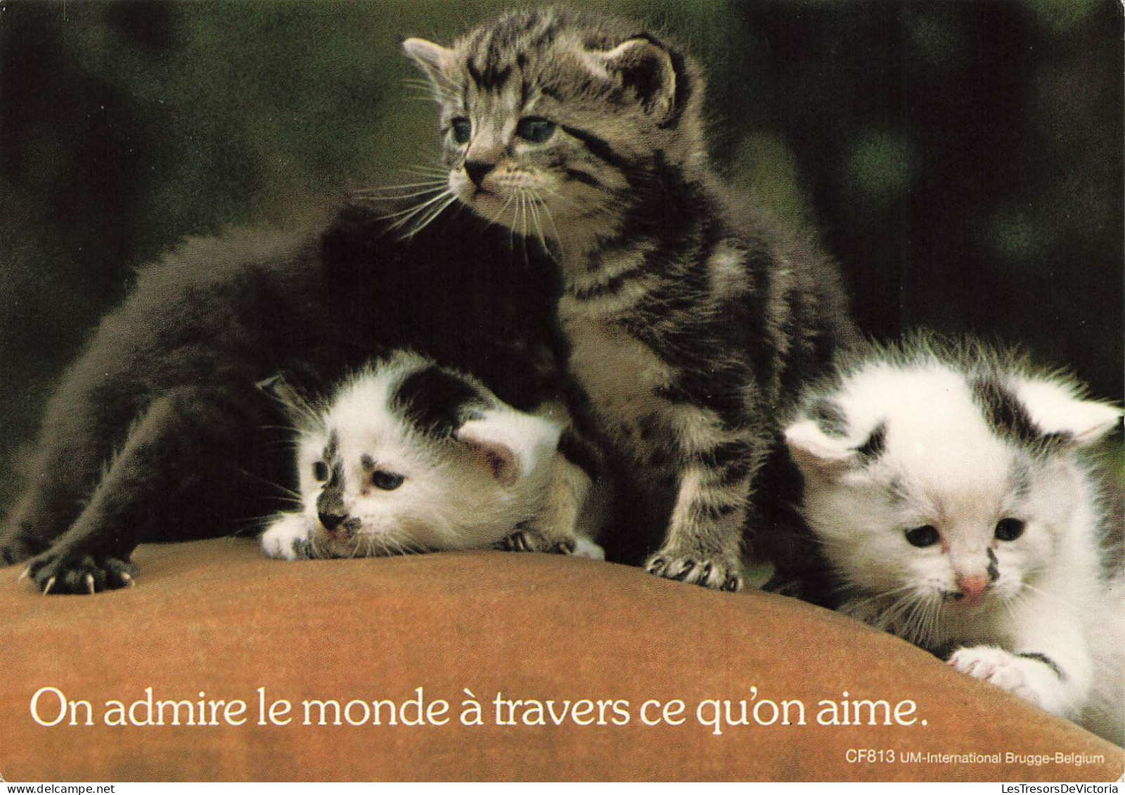 ANIMAUX ET FAUNES - Des Petits Chatons De Couleurs Différentes - Colorisé - Carte Postale Ancienne - Cats