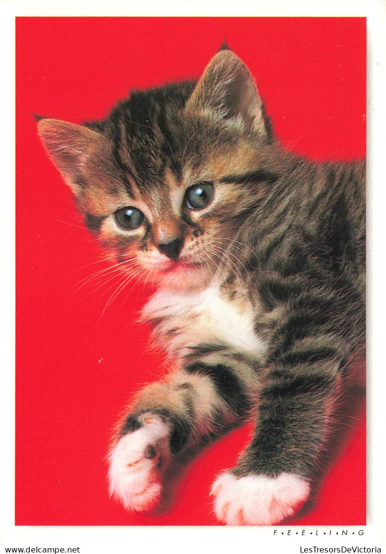 ANIMAUX ET FAUNES - Un Petit Chaton - Colorisé - Carte Postale Ancienne - Katten