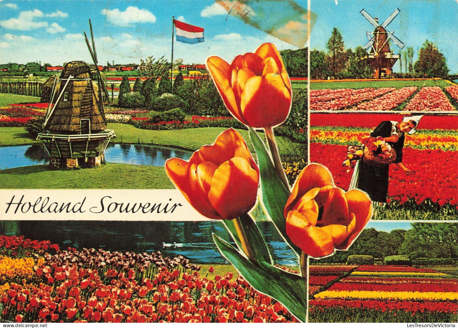 PAYS BAS - Holland - Un Champ De Tulipes - Colorisé - Carte Postale - Other & Unclassified