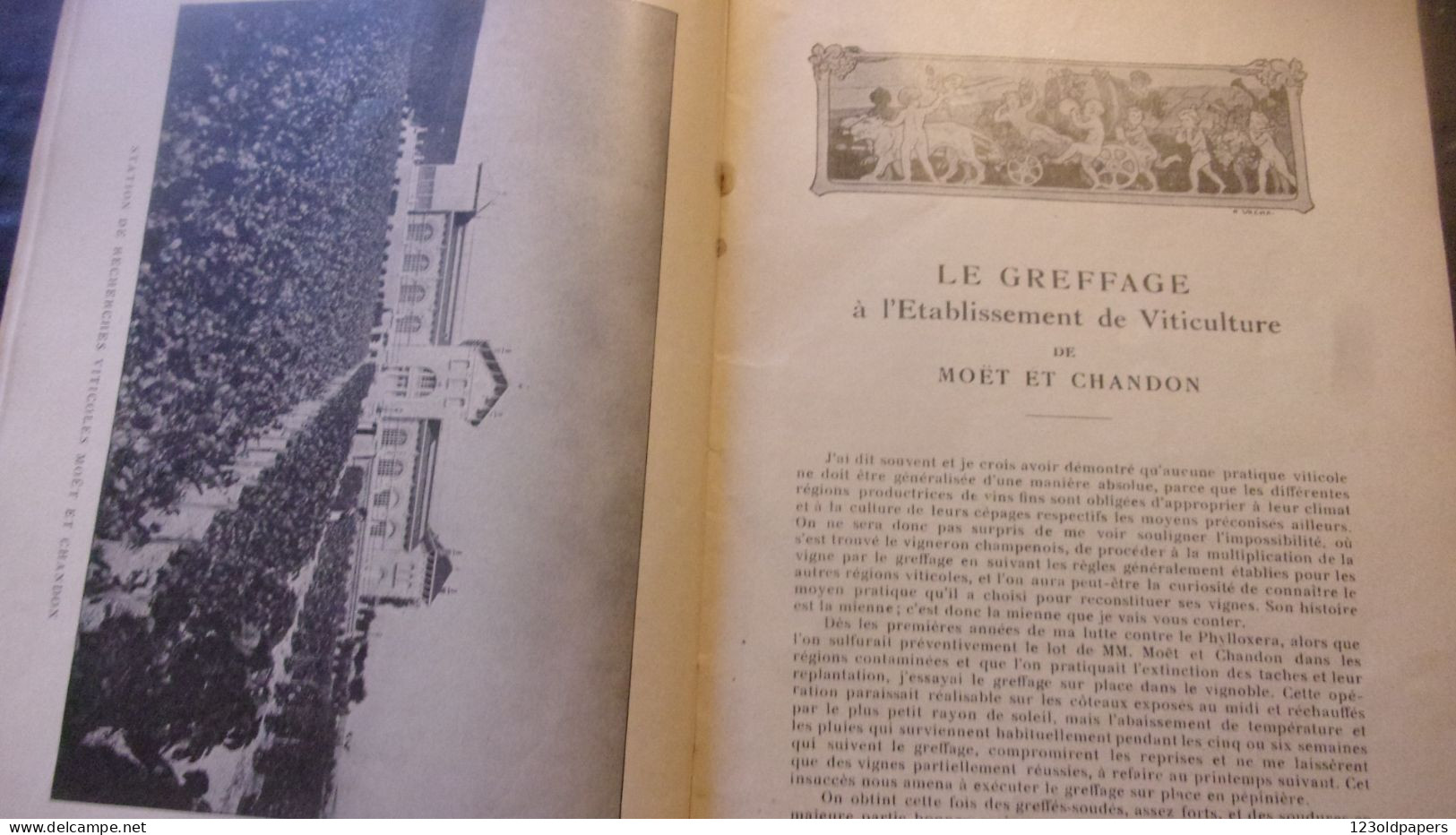 Le Greffage à L'Etablissement De Viticulture - Maison Moët Et Chandon 1935 - Raoul Chandon De Briallles CHAMPAGNE REIMS - Tuinieren