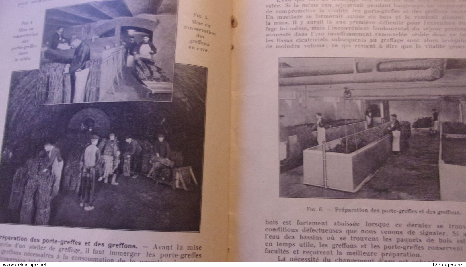 Le greffage à l'Etablissement de Viticulture - Maison Moët et Chandon 1935 - Raoul Chandon de Briallles CHAMPAGNE REIMS