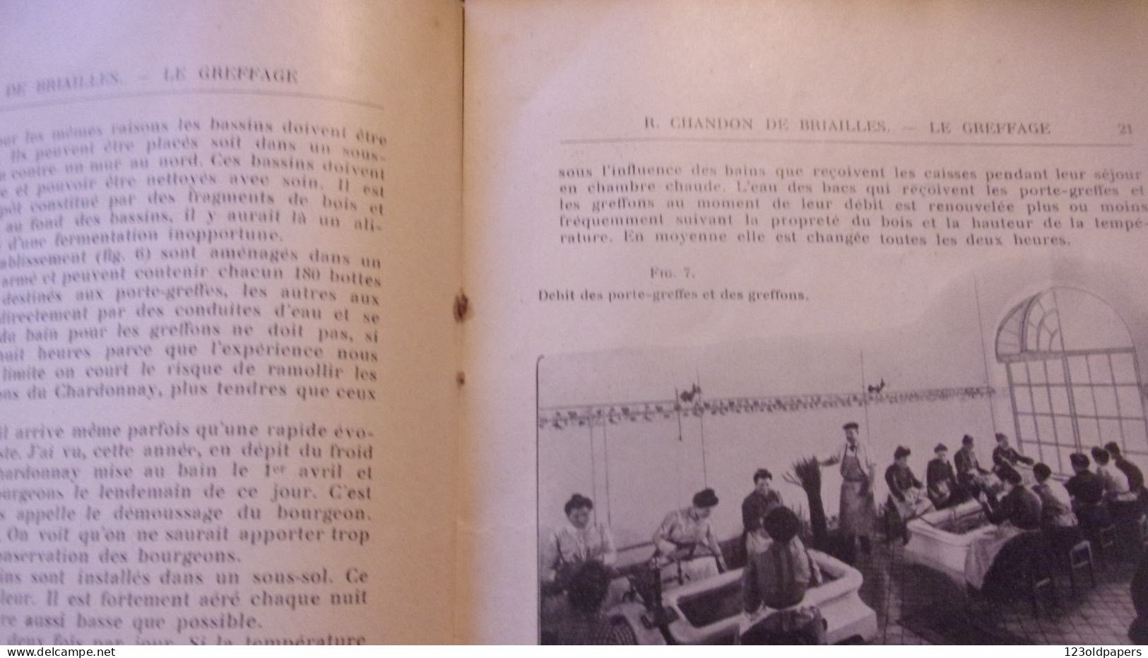 Le greffage à l'Etablissement de Viticulture - Maison Moët et Chandon 1935 - Raoul Chandon de Briallles CHAMPAGNE REIMS