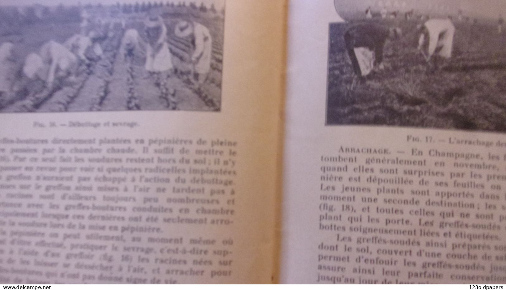 Le greffage à l'Etablissement de Viticulture - Maison Moët et Chandon 1935 - Raoul Chandon de Briallles CHAMPAGNE REIMS