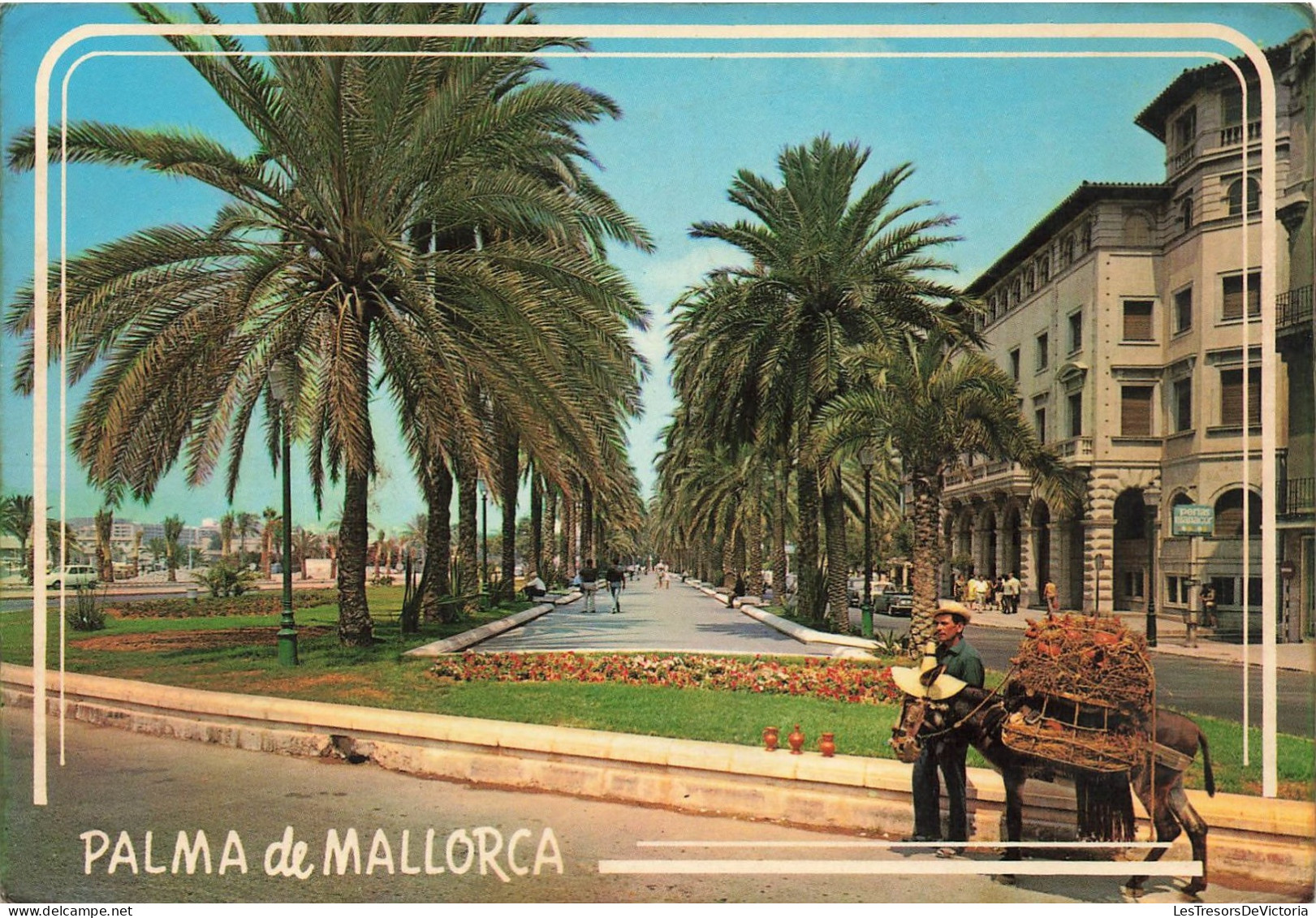 ESPAGNE - Mallorca - Vue Sur Les Palmes De Mallorca - Colorisé - Carte Postale - Mallorca