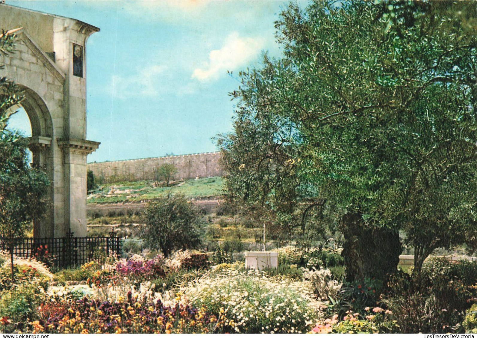 ISRAEL - Jerusalem - Jardin De Gethsemani Et Les Remparts De La Ville - Colorisé - Carte Postale - Israel