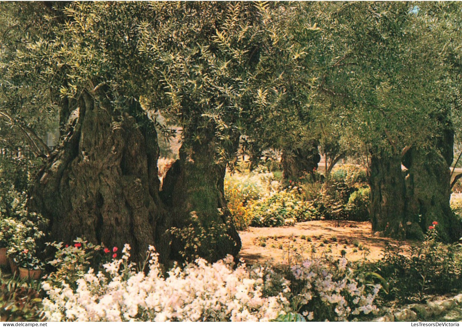 ISRAEL - Jerusalem - Jardin De Gethsemani - Colorisé - Carte Postale - Israël