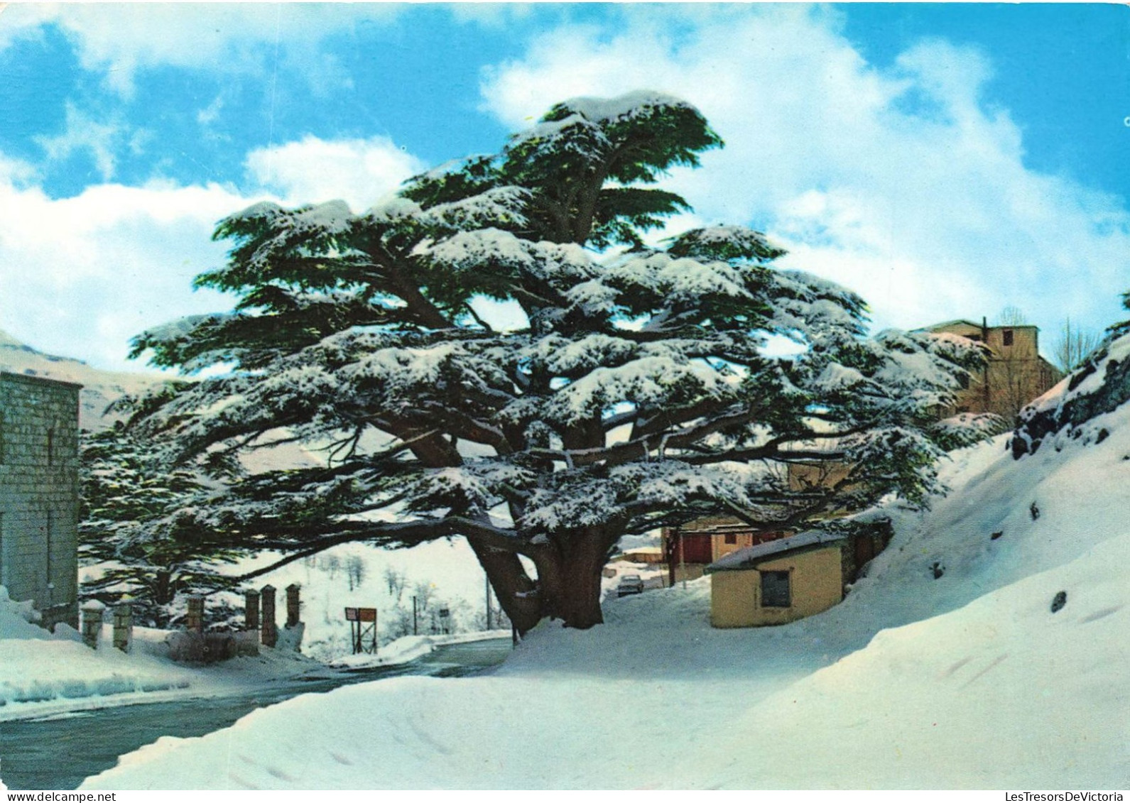 LIBAN - Cedars - Un Cèdre Couvert De Neige - Colorisé - Carte Postale - Lebanon