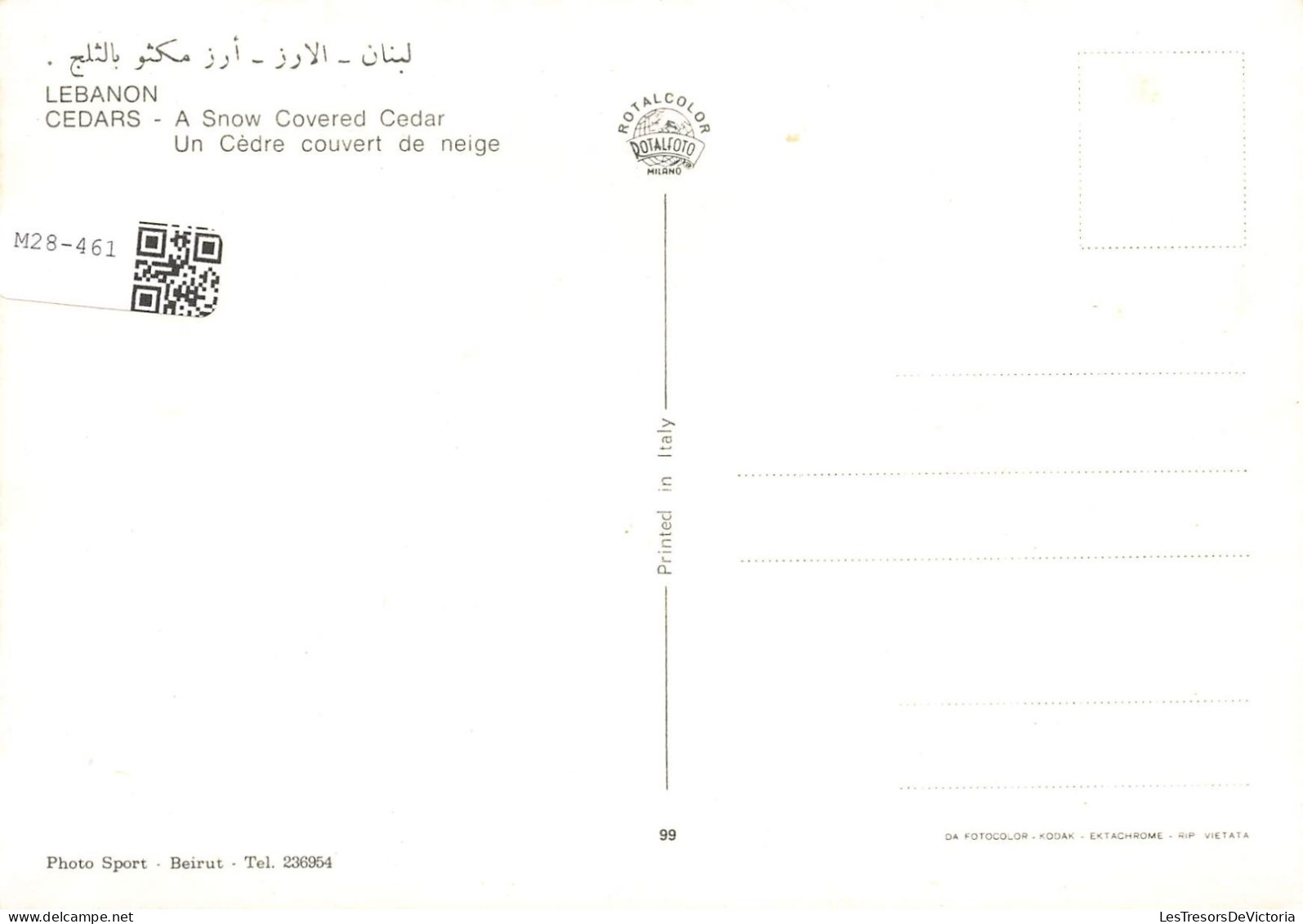 LIBAN - Cedars - Un Cèdre Couvert De Neige - Colorisé - Carte Postale - Liban