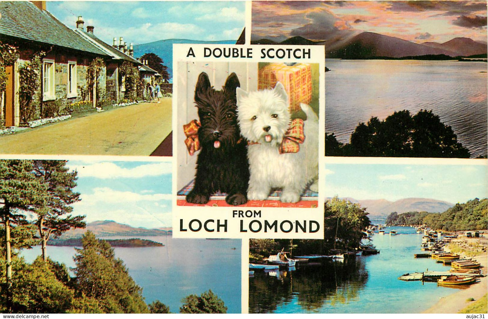 Royaume-Uni - Ecosse - Dunbartonshire - Chiens - Chien - Dogs - Dog - A Double Scotch From Loch Lomond - Multivues - Dunbartonshire