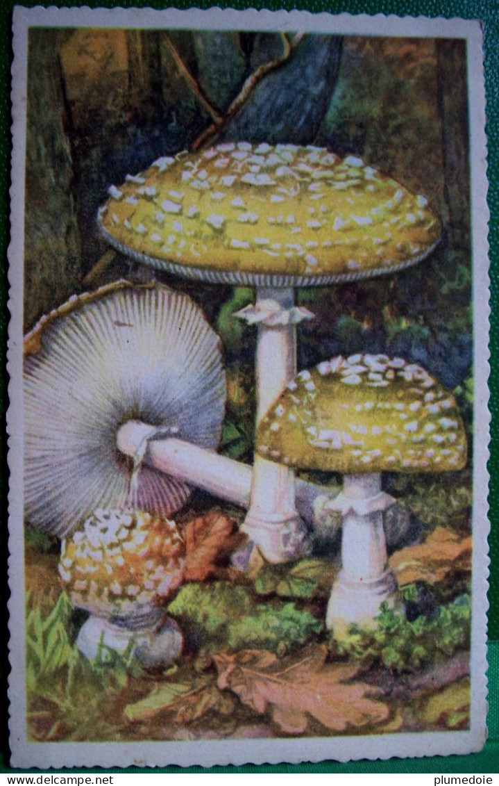 CPA  CHAMPIGNON AMANITE PANTHERE .CHAMPIGNONS Amanita Pantherina  . MUSHROOM OLD PC FUNGI - Paddestoelen