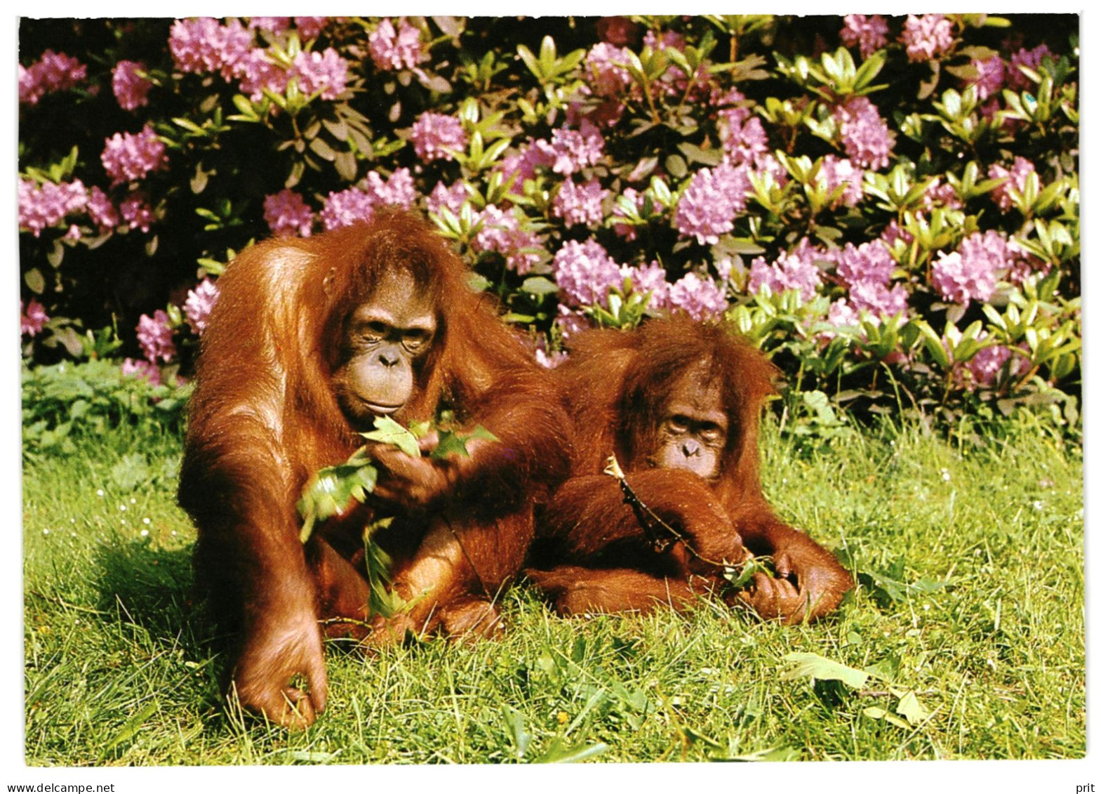 Sumatran Orangutans Primate Dresden Zoo DDR GDR 1989 Germany Unused Postcard. Publisher Bild Und Heimat, Reichenbach - Singes
