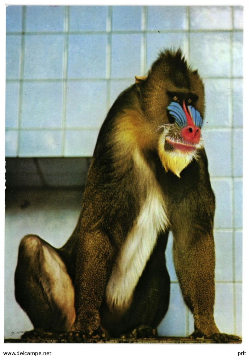 Mandrill Primate Dresden Zoo DDR GDR Germany 1989 Unused Postcard. Publisher Bild Und Heimat, Reichenbach - Singes