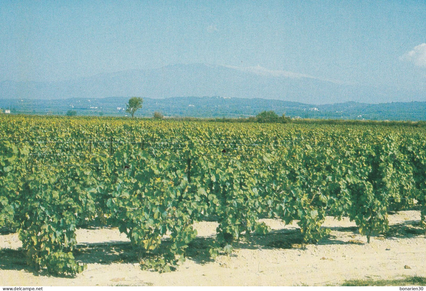 CPSM 84 MAZAN  VIGNERONS DE CANTEPERDRIX VIGNE MONT-VENTOUX - Mazan