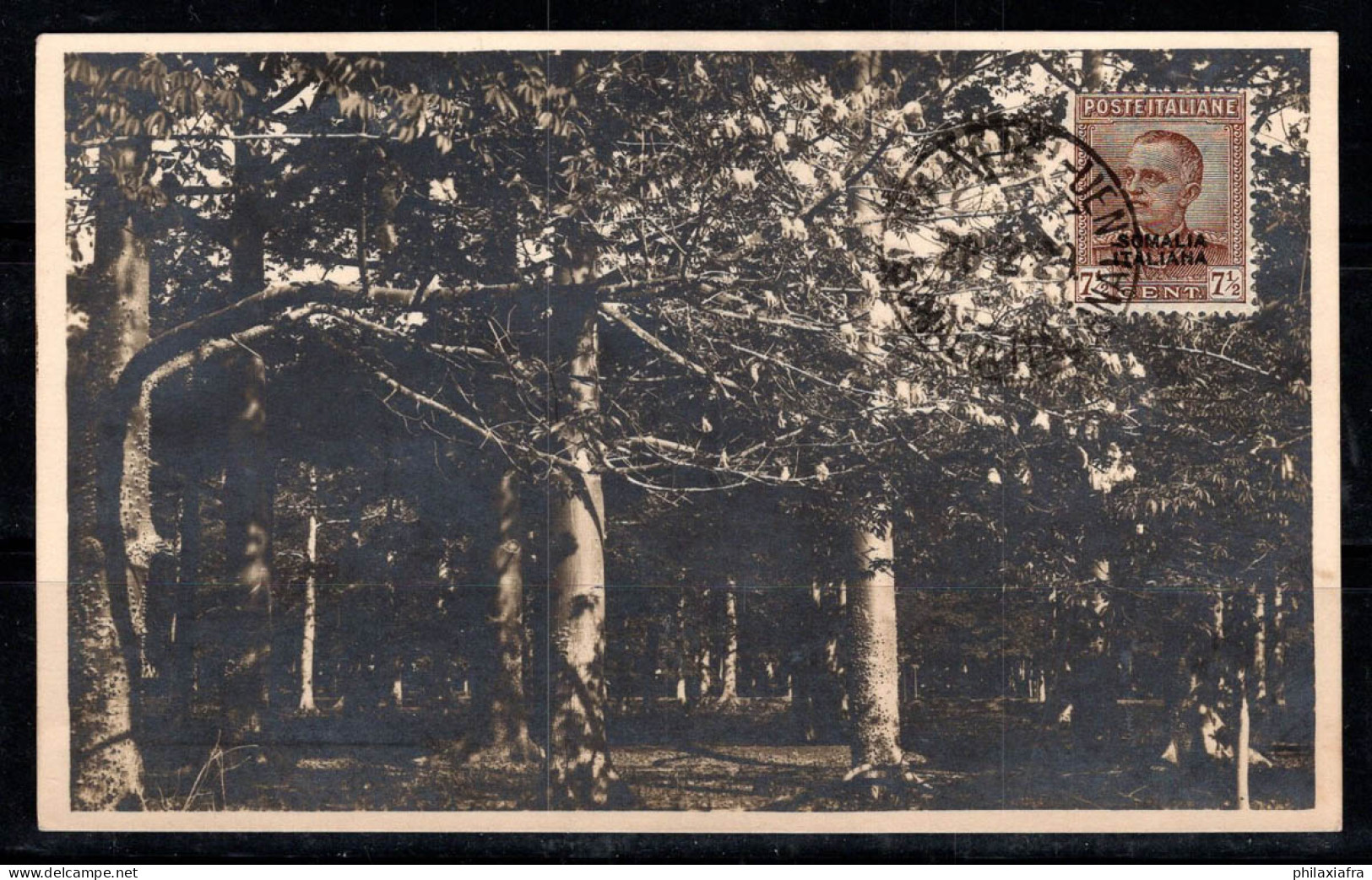 Genale, Somalie 1929 Carte Postale 100% Neuve Plantation De Kapok - Somalia