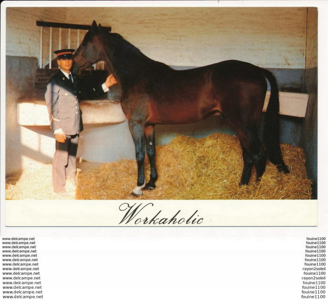 Carte ( Format 15 X 10,5 Cm )  EXMES Le HARAS DU PIN  WORKAHOLIC Cheval - Exmes