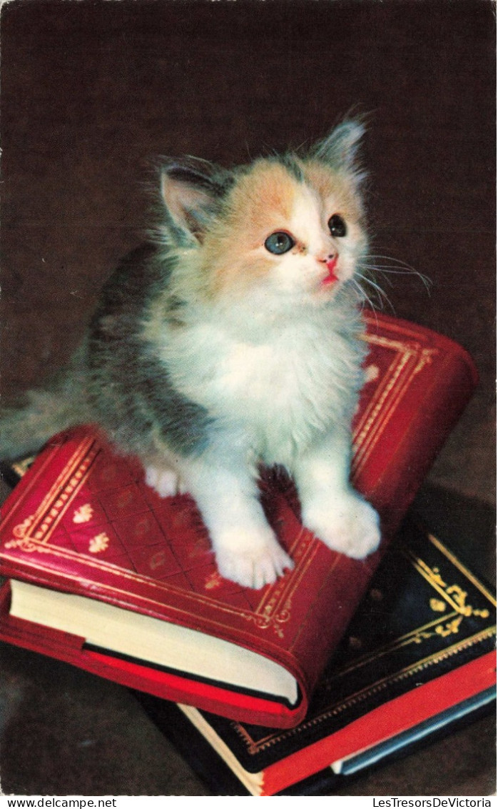 ANIMAUX - Chats - Livres - Carte Postale Ancienne - Cats