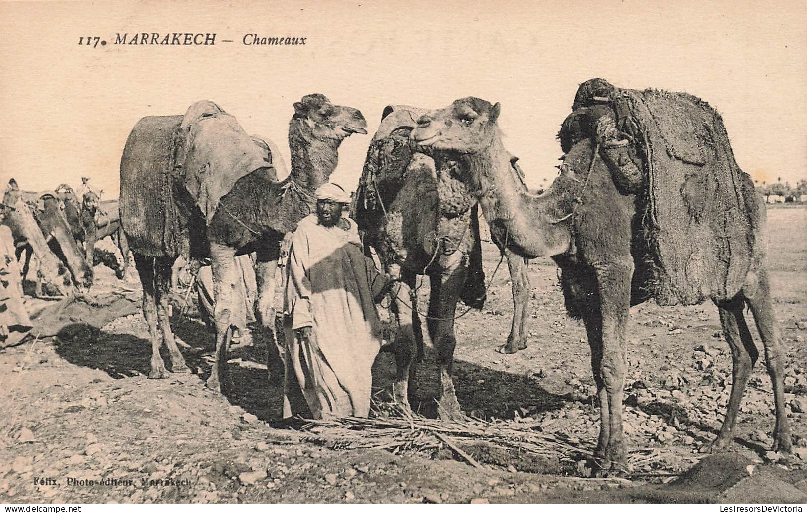 MAROC - Marrakech - Chameaux - Carte Postale Ancienne - Marrakech