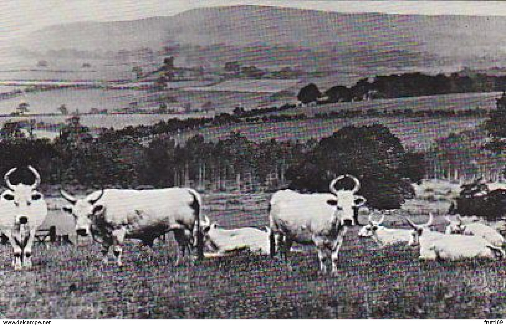 AK 186904 BULL / STIER - The Chillingham Wild Cattle - Taureaux