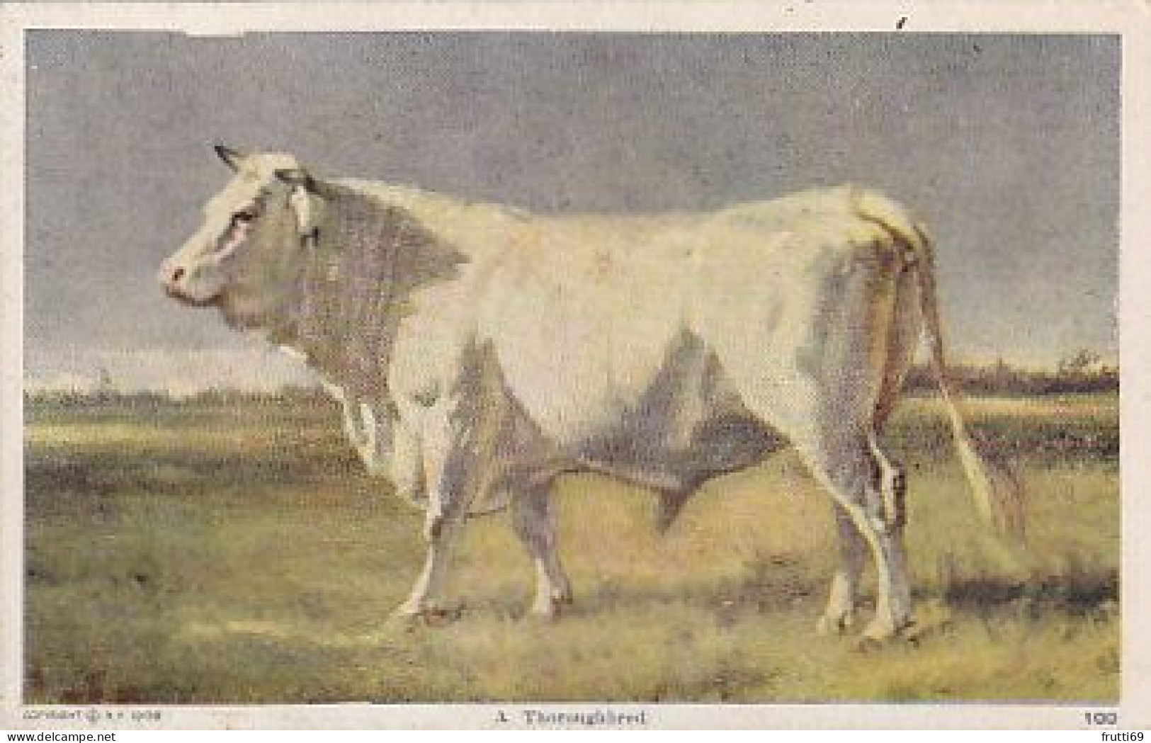 AK 186905 BULL / STIER  ...  A Thoroughbred - Bull